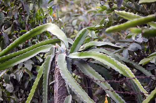 dragon fruit leaves-AsiaPhotoStock