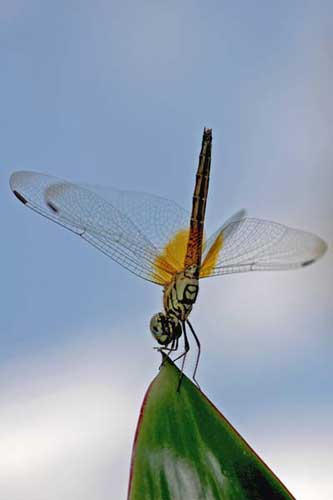 dragonfly-AsiaPhotoStock