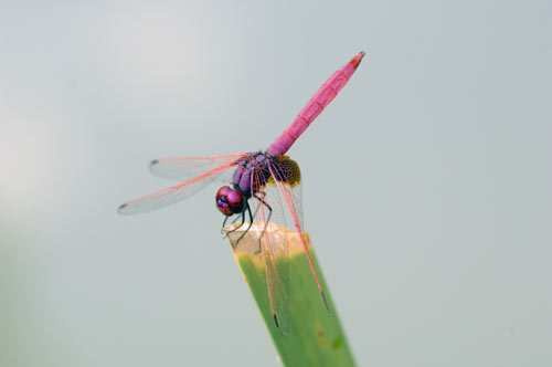 red dragonfly-AsiaPhotoStock