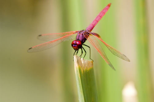 pink dragon fly-AsiaPhotoStock