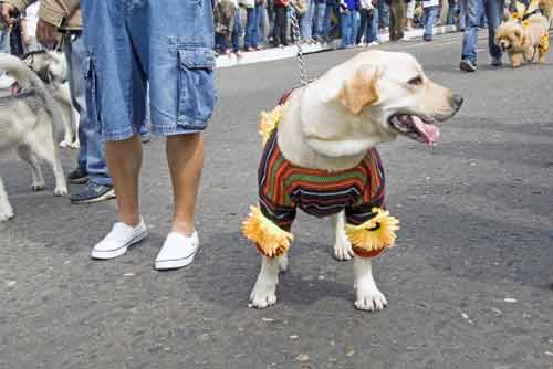 dog in fashion-AsiaPhotoStock