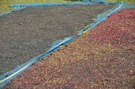 dried coffee laos-AsiaPhotoStock