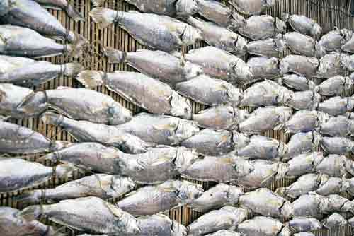 dried fish-AsiaPhotoStock