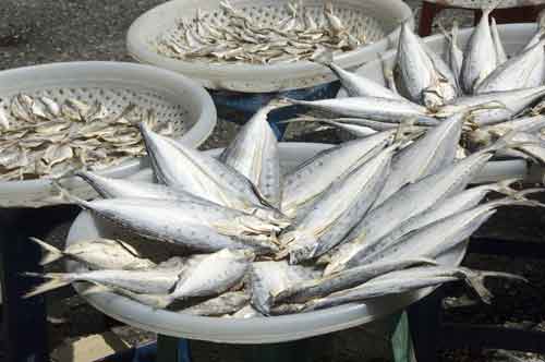 dried fish phuket-AsiaPhotoStock