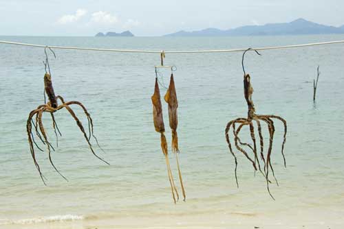 dried squid on line-AsiaPhotoStock