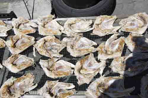 drying fish melaka-AsiaPhotoStock