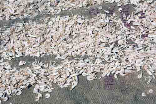 drying prawns at kukup-AsiaPhotoStock