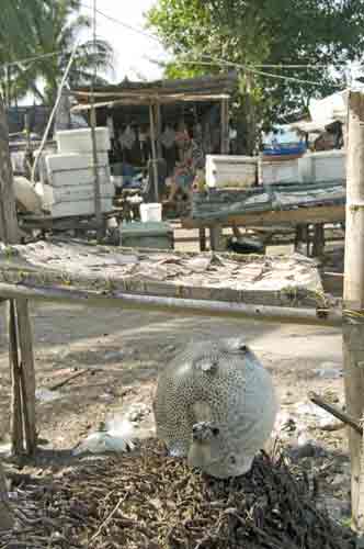 puffer fish drying-AsiaPhotoStock