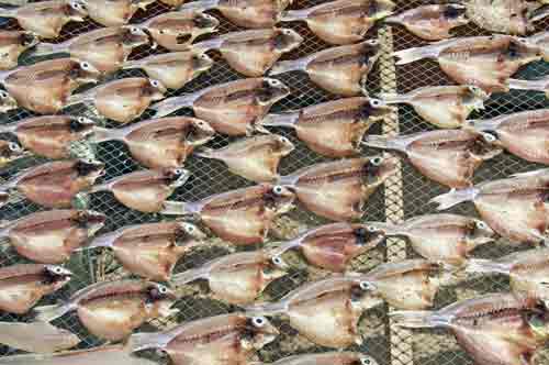 fish drying-AsiaPhotoStock