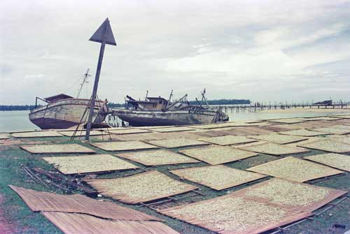 drying fish mersing-AsiaPhotoStock