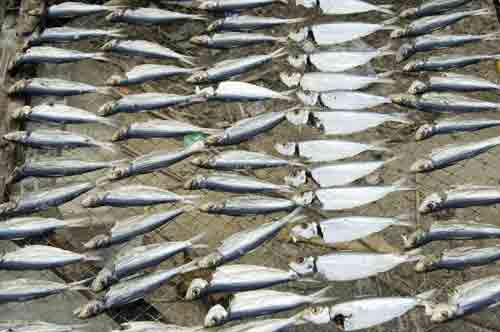 nasi lemak fish drying-AsiaPhotoStock