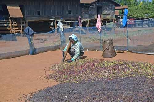 drying coffee laos-AsiaPhotoStock