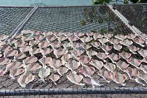 drying fish-AsiaPhotoStock