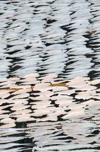 kukup drying fish-AsiaPhotoStock