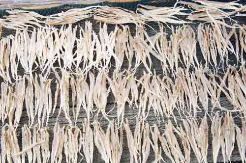 fish drying-AsiaPhotoStock