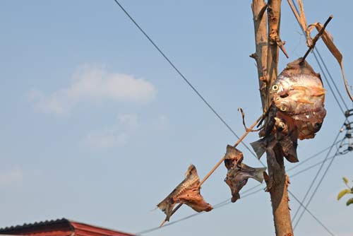 drying fish on wire-AsiaPhotoStock