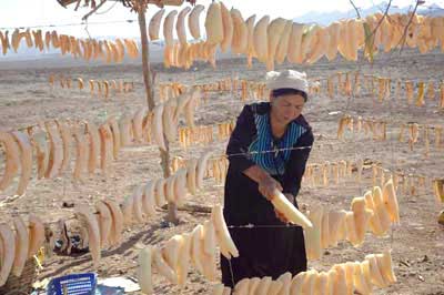 drying melons-AsiaPhotoStock