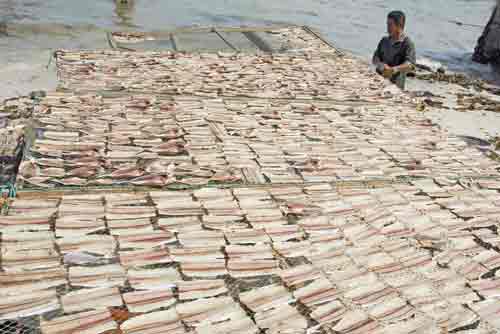 fisherman drying fish-AsiaPhotoStock