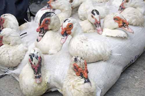 ducks in a bag-AsiaPhotoStock