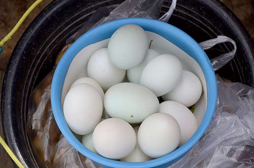 duck eggs toba-AsiaPhotoStock