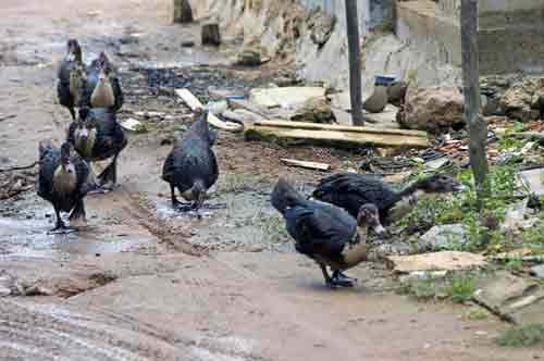 ducks in village-AsiaPhotoStock