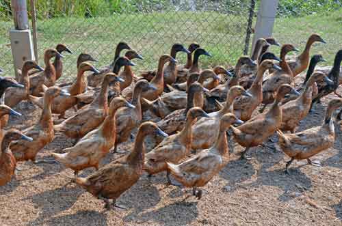 ducks in pen-AsiaPhotoStock