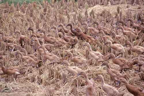 bali ducks-AsiaPhotoStock