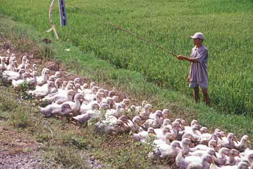 ducks-AsiaPhotoStock