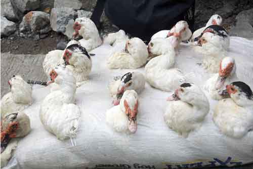 duck transport-AsiaPhotoStock