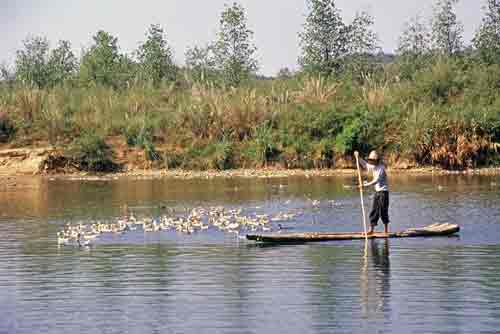 ducks nine bend river-AsiaPhotoStock