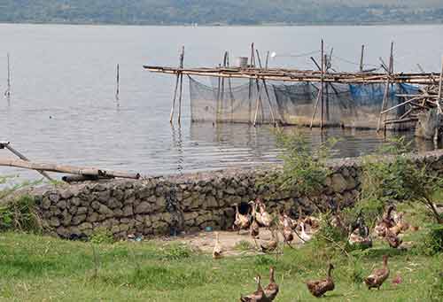 ducks fish farm-AsiaPhotoStock