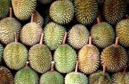 durians-AsiaPhotoStock