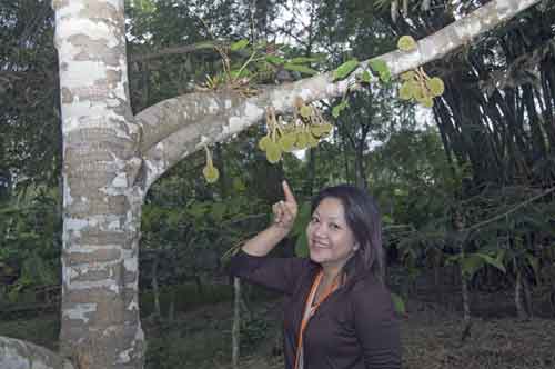 durian-AsiaPhotoStock