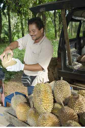 durian seller malacca-AsiaPhotoStock