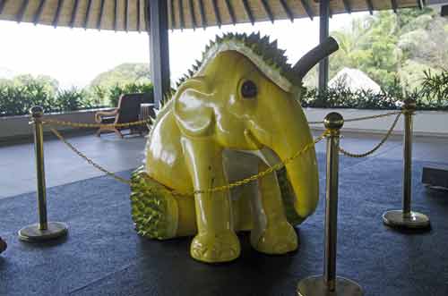 durian elephant-AsiaPhotoStock