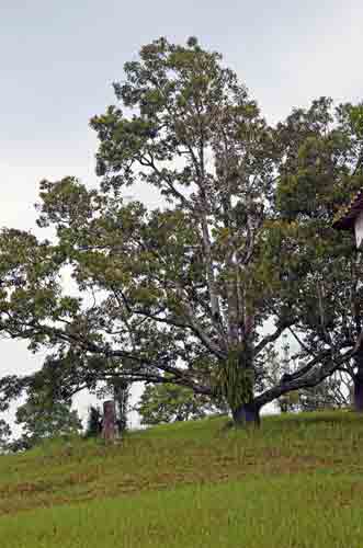 durian tree-AsiaPhotoStock