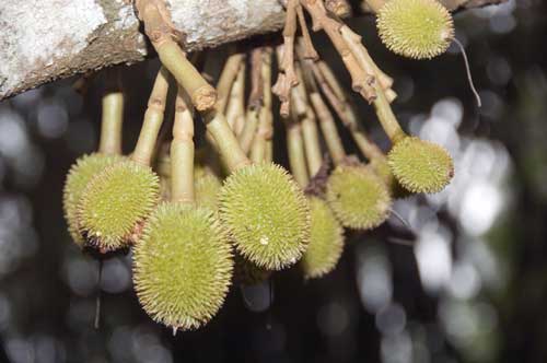 baby durians-AsiaPhotoStock