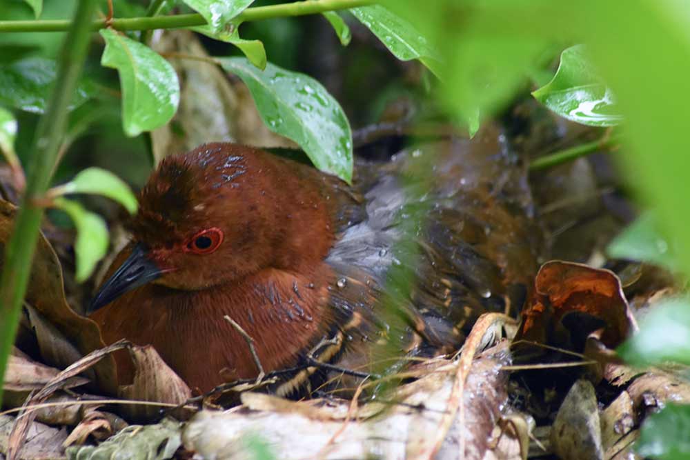 red legged crake in rain-AsiaPhotoStock