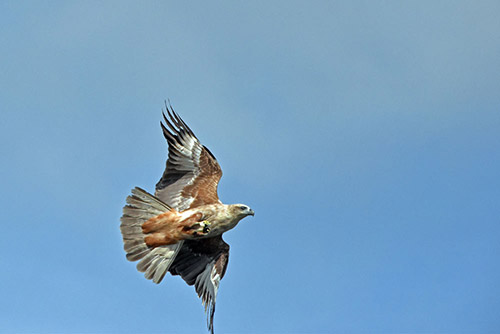 raptor in flight-AsiaPhotoStock