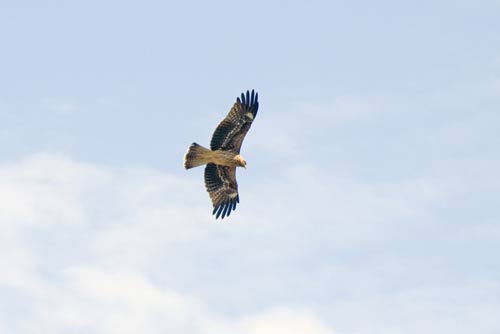 golden eagle-AsiaPhotoStock