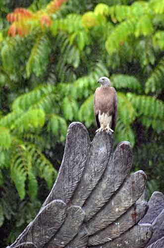 eagle grey headed-AsiaPhotoStock