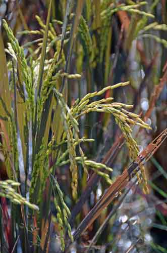 ears rice-AsiaPhotoStock