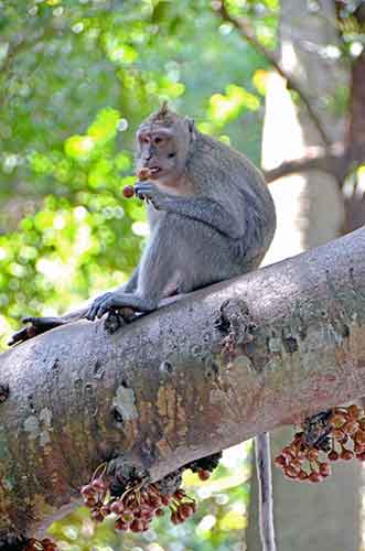 eating figs bali-AsiaPhotoStock