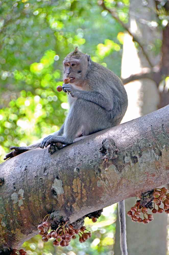 AsiaPhotoStock, eating figs bali