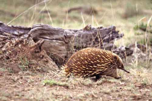 echidna-AsiaPhotoStock