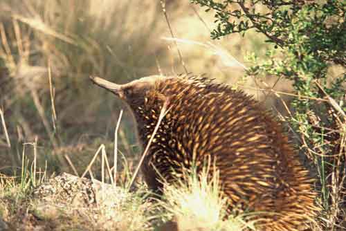 echida sniffing-AsiaPhotoStock