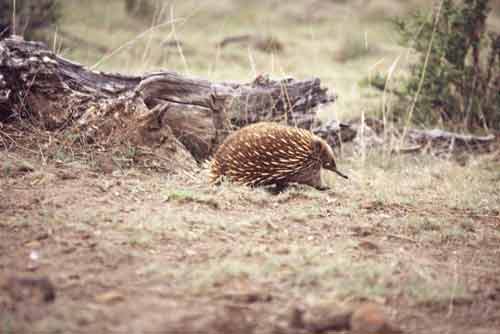 echida prowling-AsiaPhotoStock