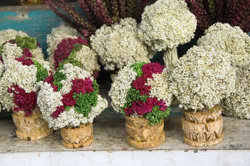 edelweisse flowers-AsiaPhotoStock