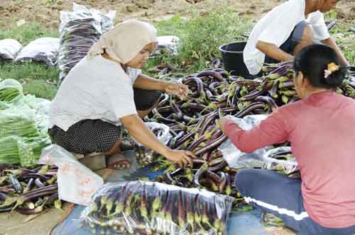 egg plants-AsiaPhotoStock