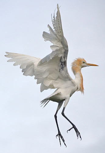 egret selangor-AsiaPhotoStock